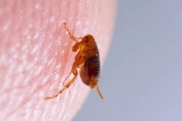 What Nevada Residents Don’t Realize About Fleas Spreading Indoors
