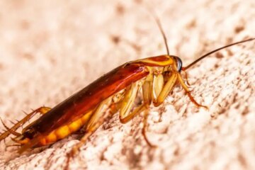 What Most Pennsylvania Residents Don’t Realize About Flying Roaches