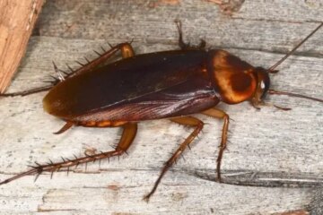 What Most California Residents Don’t Realize About Flying Roaches