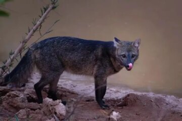 Why People Think Fox Dog Hybrids Exist in New Mexico Deserts