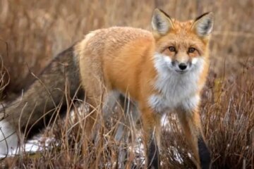 What Most Florida Residents Don’t Realize About Foxes in Their Neighborhoods