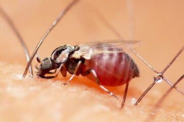 What Most Utah Residents Don’t Realize About Gnat Bites in Summer