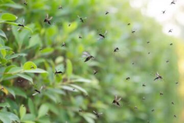 Why Gnats Are Suddenly Taking Over New York Evenings