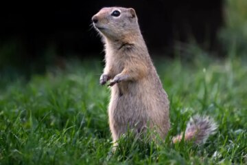 What Most Wyoming Residents Don’t Realize About Ground Squirrels