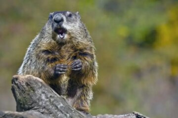 What Most Florida Residents Don’t Realize About Groundhogs in Their Backyards