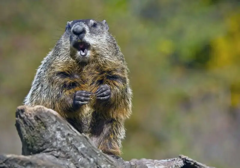 Groundhogs in Florida
