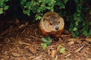 What Most Indiana Residents Don’t Realize About Groundhogs in Their Backyards