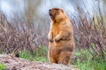 What Most Kentucky Residents Don’t Realize About Groundhogs in Their Backyards