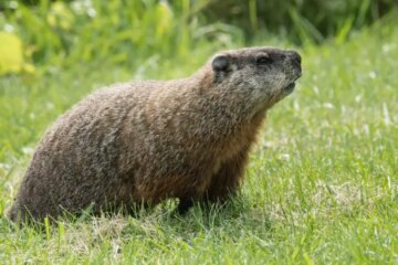 What Most North Carolina Residents Don’t Realize About Groundhogs in Their Backyards