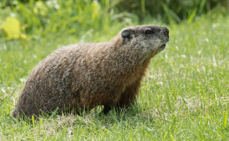Groundhogs in North Carolina