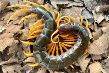 Why Hawaii’s Centipedes Deliver Some of the Island’s Most Painful Bites
