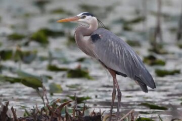 What Most South Carolina Residents Don’t Realize About Herons Near Their Homes