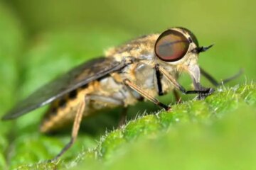 What Most Missouri Residents Don’t Realize About Horsefly Bites