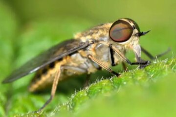 What Most Nevada Residents Don’t Realize About Horsefly Bites