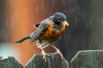 How Birds Find Shelter During Hurricanes in Florida