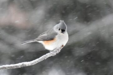 How Birds Survive Freezing Winters Without Migrating in Minnesota