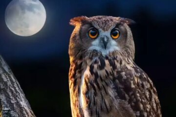 How Owls in Oregon Hunt So Efficiently at Night
