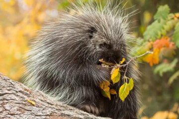 How Porcupines Survive Long Winters on Tree Bark in Maine