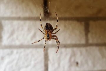 How Spiders Detect Vibration Indoors in Illinois