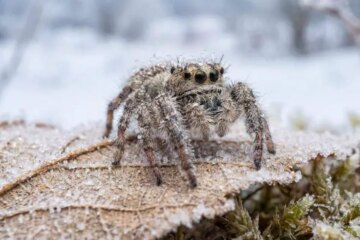 How Spiders Survive Subzero Temperatures in Minnesota