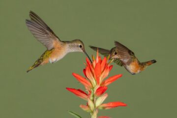 What Most New Mexico Residents Don’t Realize About Hummingbirds