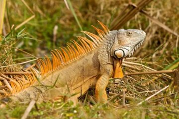 What Most Florida Residents Don’t Know About Iguanas