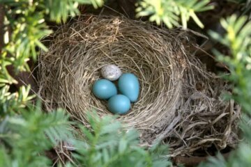 Is It Illegal to Interfere With Bird Nests in Massachusetts?