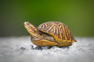 Is It Legal to Keep Wild Turtles as Pets in Florida?
