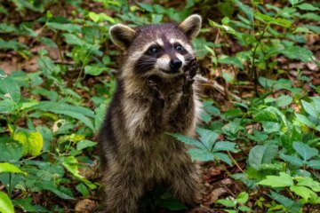 Is It Legal to Trap Raccoons Without a Permit in North Carolina?