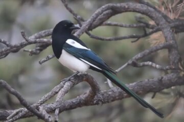 What Most Arizona Residents Don’t Realize About Magpies in Their Backyards