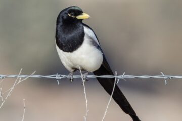 What Most California Residents Don’t Realize About Magpies in Their Backyards