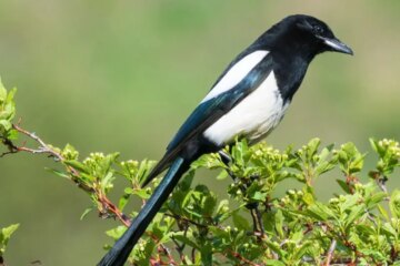 What Most Idaho Residents Don’t Realize About Magpies in Their Backyards