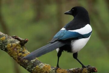 What Most Washington Residents Don’t Realize About Magpies in Their Yards