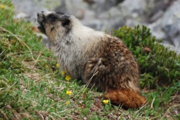What Most Montana Residents Don’t Realize About Marmots in Their Yards
