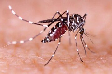 What Most Arizona Residents Don’t Realize About Mosquito Bites