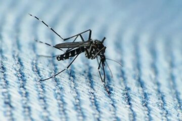 What Most Michigan Residents Don’t Realize About Mosquito Swarms