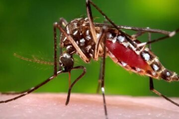 What Mosquitoes in Florida Carry That Still Worries Doctors?