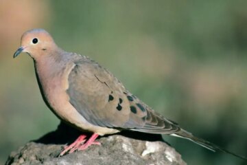 7 Types of Doves in Virginia (With Pictures and Identification)