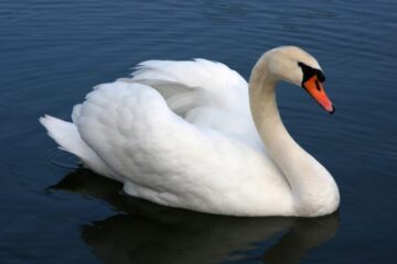 4 Types of Swans in Florida (With Pictures and Identification)