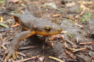 What Most People Don’t Know About Newts in Oregon