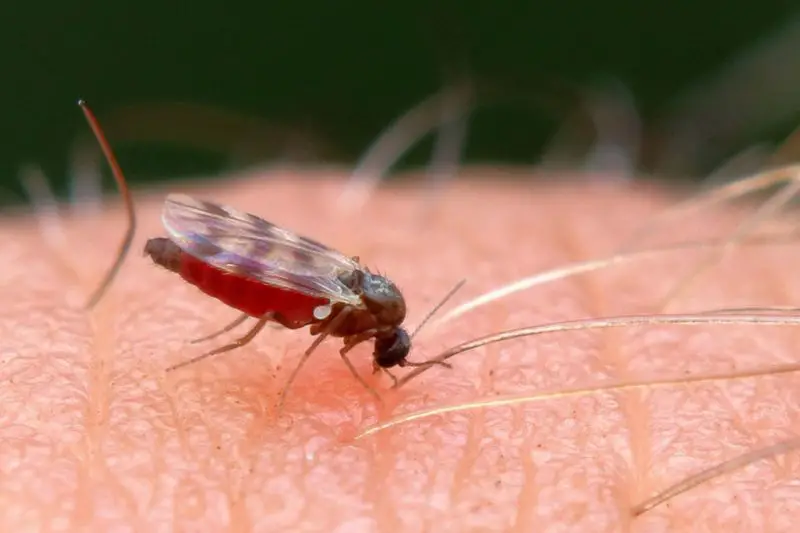 No-See-Ums in North Carolina