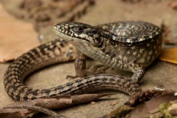 8 Types of Lizards in Washington State (Pictures and Identification)