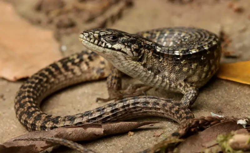 Lizards in Washington State