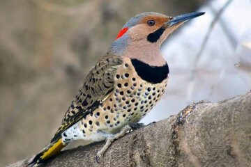 What Most Oregon Residents Don’t Realize About Northern Flickers in Their Yards