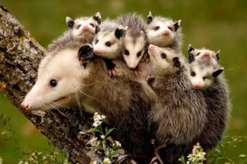 What Most Pennsylvania Residents Don’t Realize About Opossums Around Their Homes