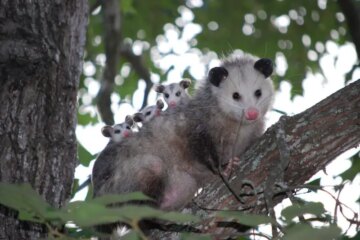 What Most Ohio Residents Don’t Realize About Opossums Around Their Homes