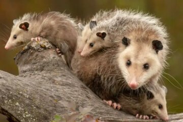 What Most Virginia Residents Don’t Realize About Opossums Around Their Homes