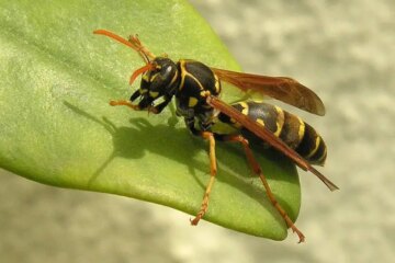 What Most Texas Homeowners Don’t Realize About Paper Wasps