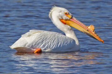 What Most California Residents Don’t Realize About Pelicans Near Their Homes