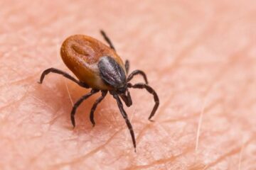 Pennsylvania’s Deer Ticks and the Diseases They Quietly Spread